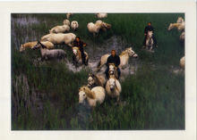 Carica l&#39;immagine nel visualizzatore di Gallery, Cartolina Uomini con mandria di Cavalli al Tramonto ITALCARDS Bologna N/1013