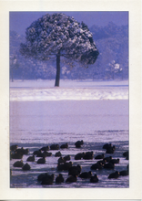Carica l&#39;immagine nel visualizzatore di Gallery, Cartolina Paesaggio Invernale con Alberi e Uccelli ITALCARDS Bologna N/1015