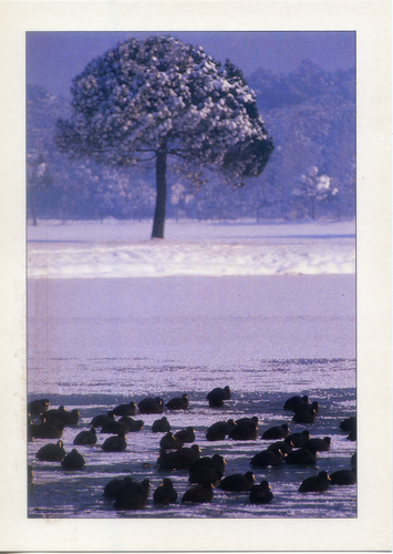 Cartolina Paesaggio Invernale con Alberi e Uccelli ITALCARDS Bologna N/1015